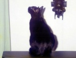 Avatar du membre