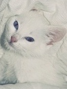 Avatar du membre
