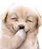 :chien1: :chien1: