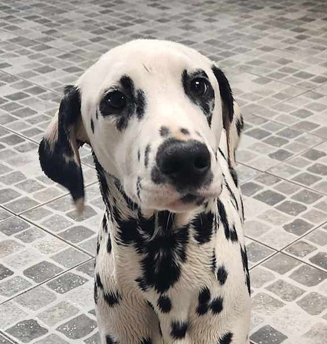 Ugo dalmatien M 8 mois en FA dpt 54