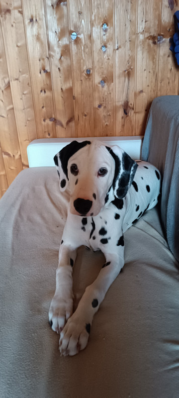 Usko dalmatien M 4 mois en FA dpt 39 