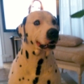 Adoption Dalmatien, Adopter Dalmatien, Dalmatien à adopter