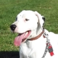 Adoption Dalmatien, Adopter Dalmatien, Dalmatien à adopter