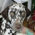 Adoption Dalmatien, Adopter Dalmatien, Dalmatien à adopter