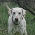 Adoption Dalmatien, Adopter Dalmatien, Dalmatien à adopter