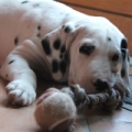 Adoption Dalmatien, Adopter Dalmatien, Dalmatien à adopter