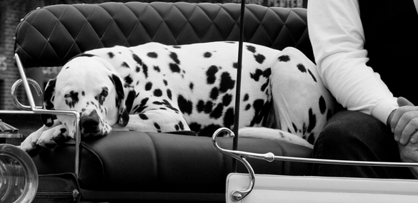 Le Dalmatien, une race aux origines controversées