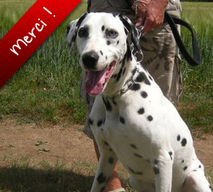 Gamin, Dalmatien de 8 ans, attend d'être adopté