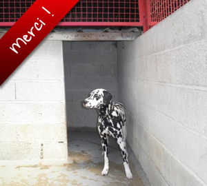 Nawak, Dalmatien de 3 ans, attend d'être adopté