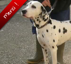 Stitch, Dalmatien de 9 ans, a été adopté