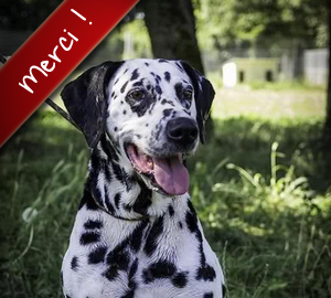 Texane, Dalmatien de 10 ans, a été adoptée