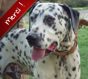 Dandy, Dalmatien de 7 ans, a été pris en charge par l'association