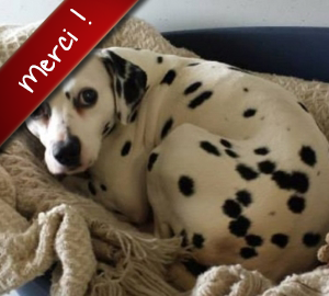 Fifteen, Dalmatienne de 8 ans, a été prise en charge par l'association