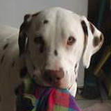 Dalmatien à adopter - adoption Dalmatien : ARTY 6 ans vous attend dans les Bouches du Rhône, Département 13