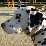 Dalmatien à adopter - adoption Dalmatien : BABOUCHE 8 ans vous attend dans le Finistère, Département 29