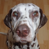 Dalmatien à adopter - adoption Dalmatien : BAIKA 7 ans vous attend dans le Jura, Département 39