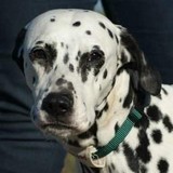 Dalmatien à adopter - adoption Dalmatien : BELLE 9 ans vous attend dans les Bouches-du-Rhone, Département 13