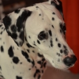 Dalmatien à adopter - adoption Dalmatien : BELOTE 8 ans vous attend en Maine et Loire, Département 49