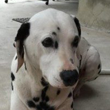 Dalmatien à adopter - adoption Dalmatien : BOUNTY 7 ans vous attend dans l'Indre, Département 36