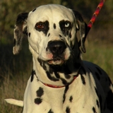 Dalmatien à adopter - adoption Dalmatien : BOWI 7 ans vous attend dans la Haute-Garonne, Département 31