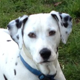 Dalmatien à adopter - adoption Dalmatien : CALINE 7 ans vous attend en Charente, Département 16