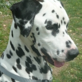 Dalmatien à adopter - adoption Dalmatien : CASTELO 2 ans vous attend dans le Puy-de-Dôme, Département 63