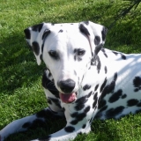 Dalmatien à adopter - adoption Dalmatien : CHANEL 3 ans vous attend dans les Hauts de Seine, Département 92