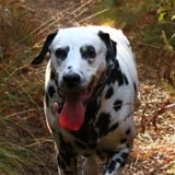 Dalmatien à adopter - adoption Dalmatien : CHARLIE 9 ans vous attend dans l'Ille-et-Vilaine, Département 35