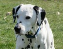 Dalmatien à adopter - adoption Dalmatien : DREAMER 8 ans vous attend dans le Puy de Dome, Département 63