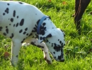 Dalmatien à adopter - adoption Dalmatien : LEXY 6 mois vous attend dans l'Indre, Département 36