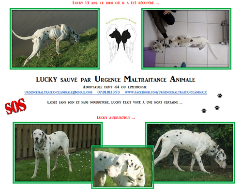 LUCKY - Dalmatien M - 13 ans - association Urgence LUCKY - Dalmatien M - 13 ans - association Urgence