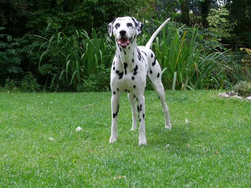 Dalmatien sans Famille