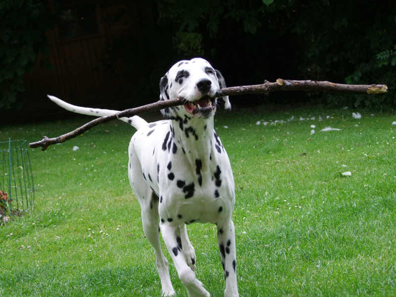 Dalmatien sans Famille