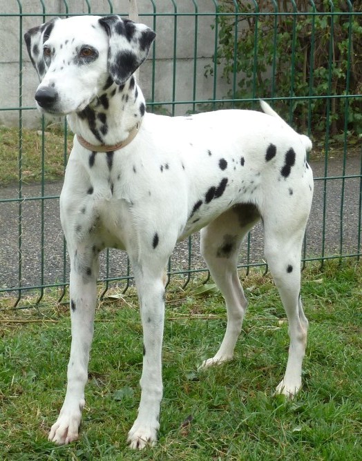 Pepita Dalmatien F 8 Ans Spa De Brignais Dpt 69 Pepita Dalmatien F 8 Ans Spa De Brignais Dpt 69