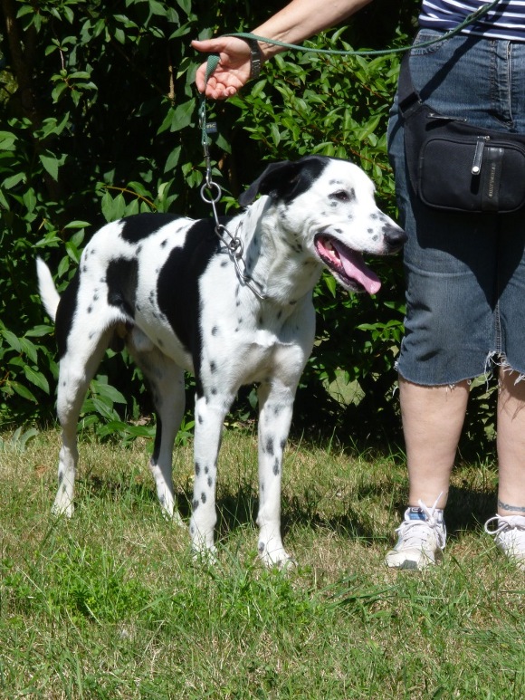 domino - xdalmatien 1 an- spa sarreguemines 57