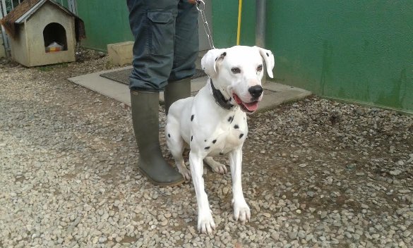 Haslan Dalmatien M 2 3 Ans Spa Du Roannais 42 Haslan Dalmatien M 2 3 Ans Spa Du Roannais 42