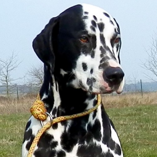 Nawak Dalmatien M 4 Ans Refuge Spa Vaut Le Penil Dept 77 Nawak Dalmatien M 4 Ans Refuge Spa Vaut Le Penil Dept 77