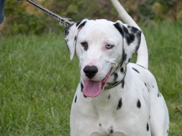 WHISKY - Dalmatien M 10 mois - SPA Poitiers ( 86 )