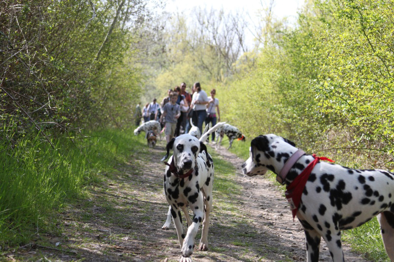 Dalmatien sans Famille en région parisienne le 18 avril 2010 !