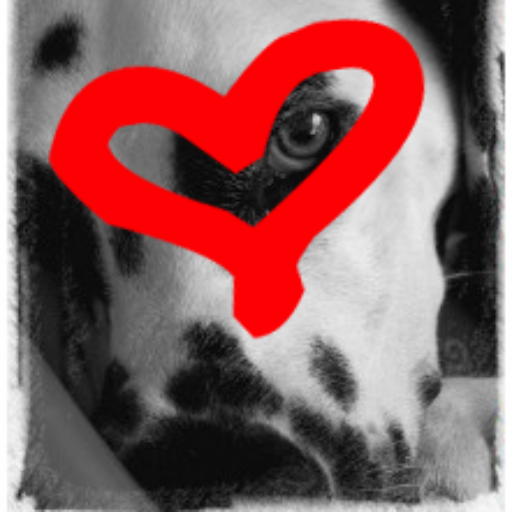 Association pour replacements & adoptions de Dalmatiens.